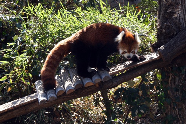 よこはま動物園ズーラシア