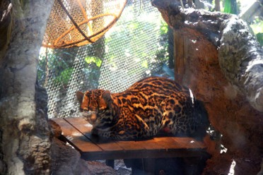 よこはま動物園ズーラシア