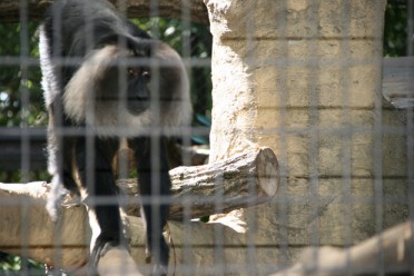 よこはま動物園ズーラシア