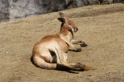 アカカンガルー